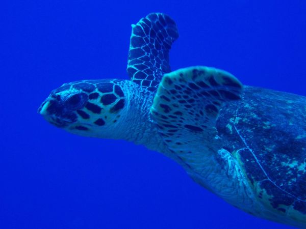 パラオ・ブルーホール「Diving in Palau」の写真