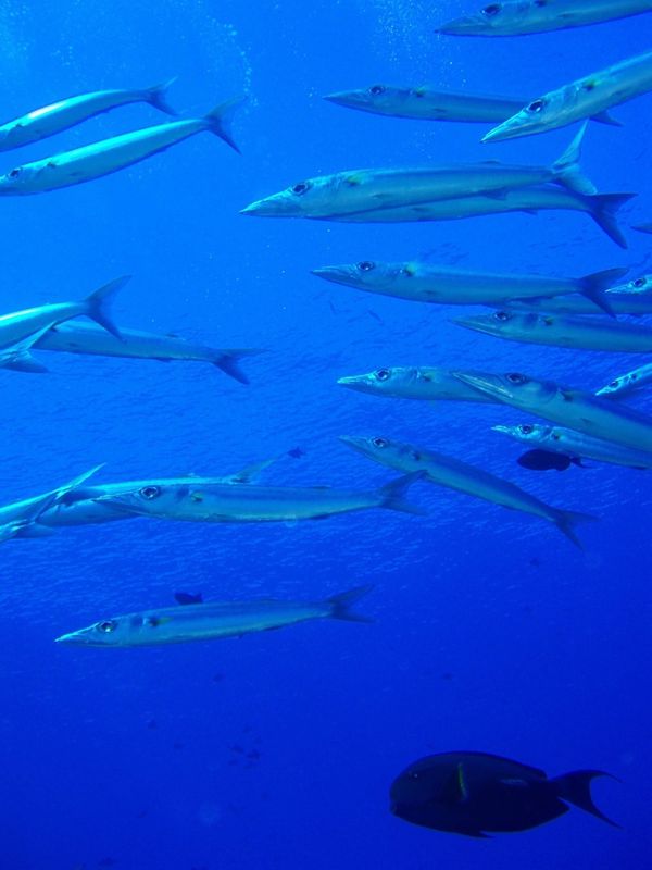 パラオ・ブルーホール「Diving in Palau」の写真