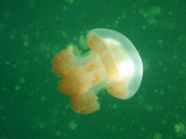 パラオ・ブルーホール「Diving in Palau」の写真