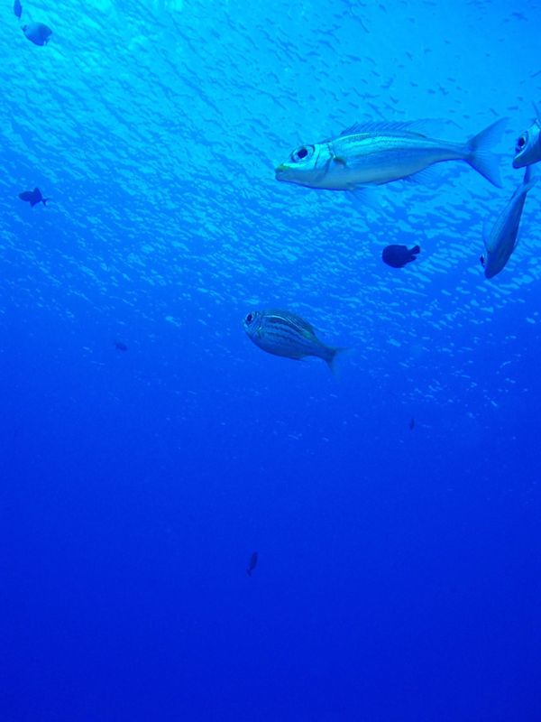 北マリアナ諸島・サイパン「Diving in Saipan」の写真