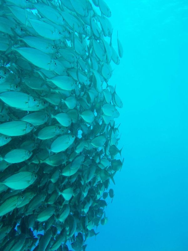 北マリアナ諸島・サイパン「Diving in Saipan」の写真