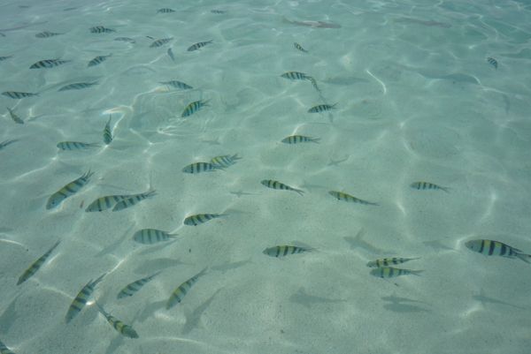 フィリピン・マクタン島「セブ 子連れ旅」の写真