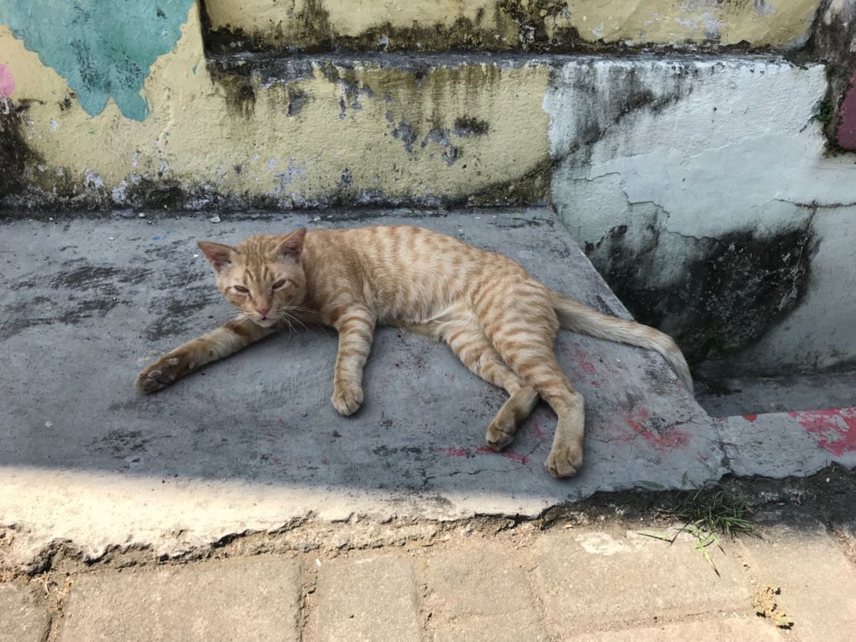 ①ウォールアートはまだまだ続く
②あまりの暑さにネコもぐったり
③トリ...