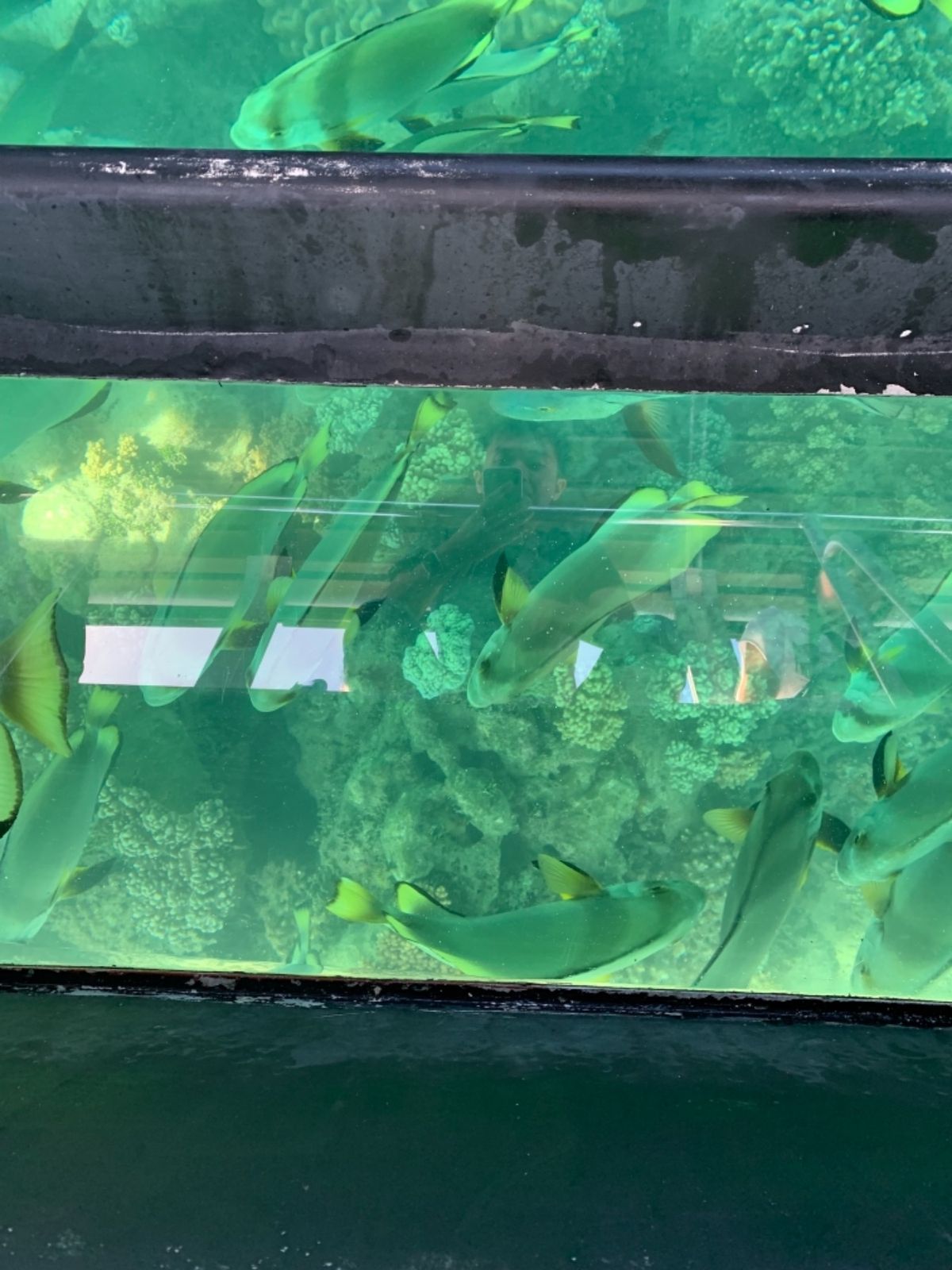 グリーン島でグラスボートなるものに乗船。むっちゃ魚いるでしょ？！！

沖縄...