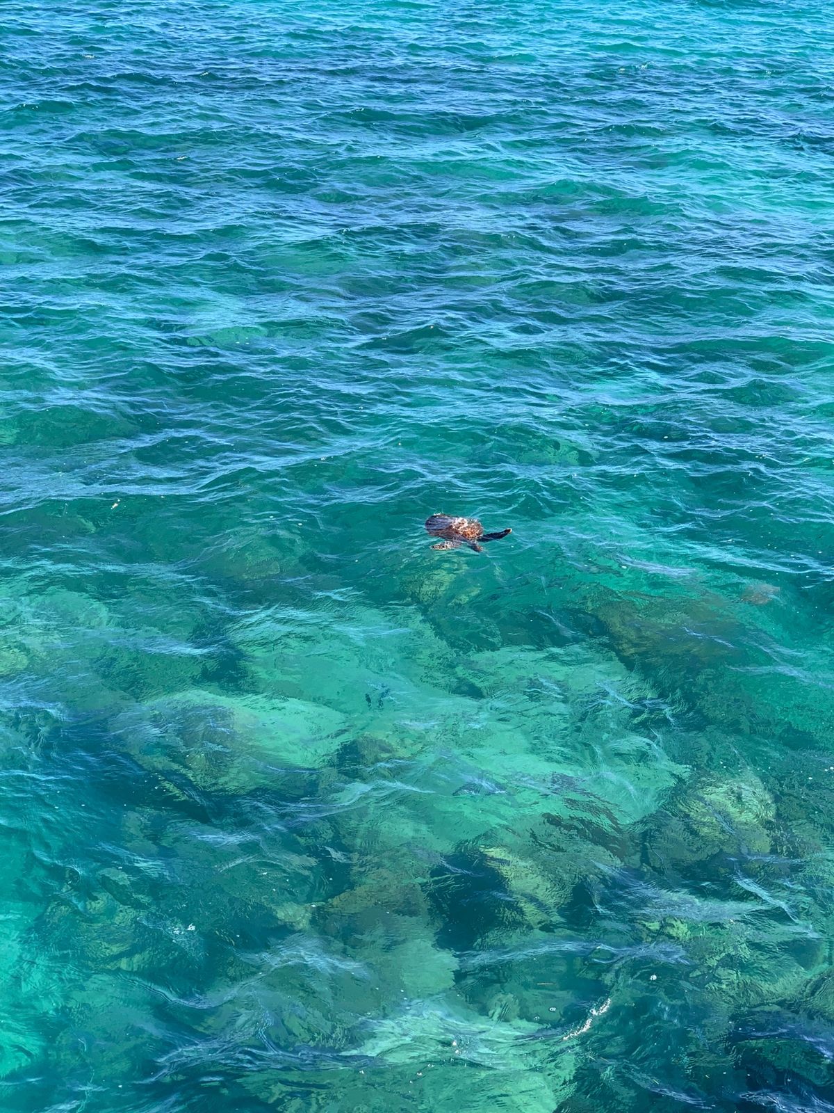 グリーン島で、ちょっと悩んだけど、シュノーケルしてみたら、かなーり楽しかっ...