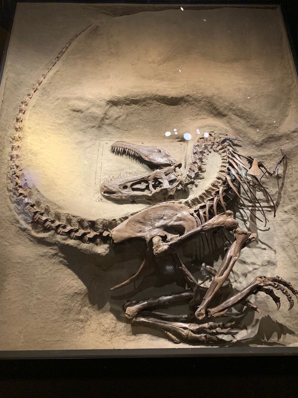 2019/08/14《ドラムヘラーツアー》
ロイヤルティレル博物館

...