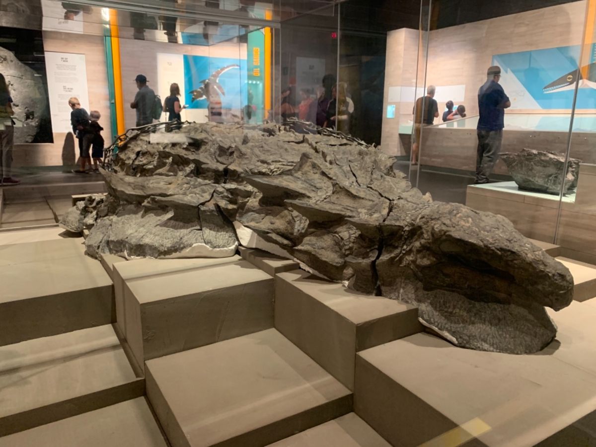 2019/08/14《ドラムヘラーツアー》
ロイヤルティレル博物館

...