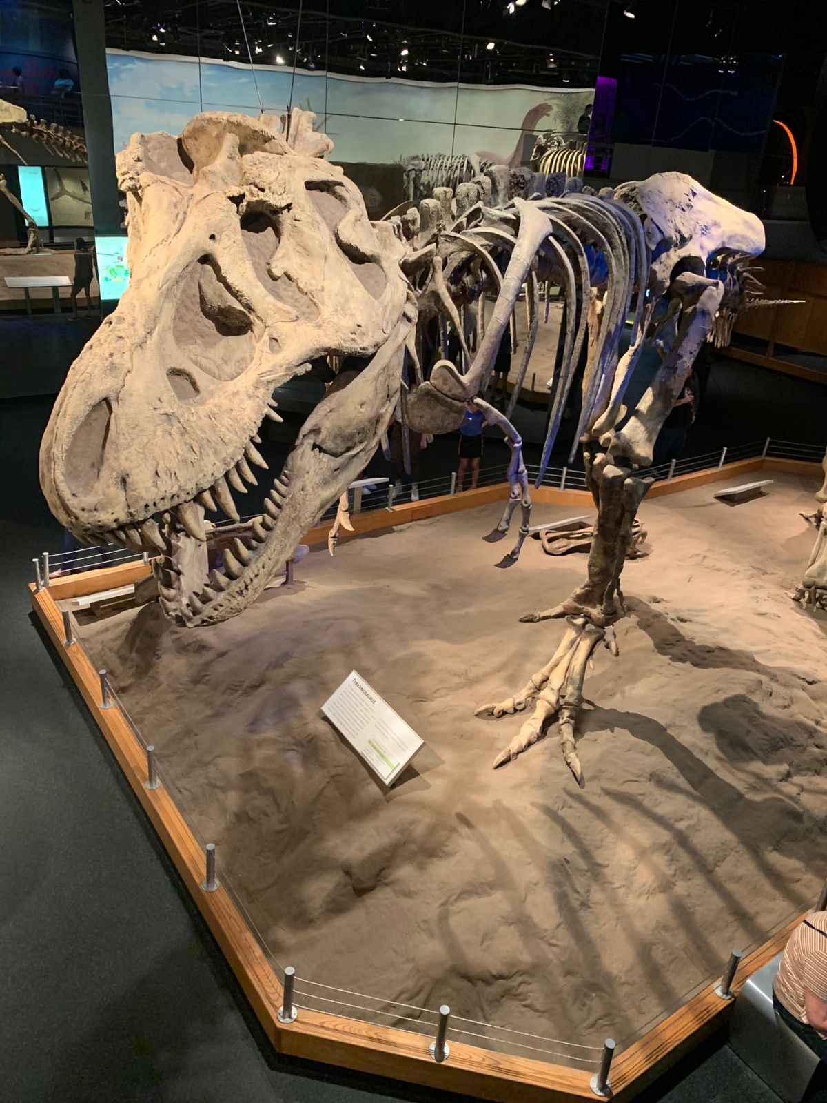 2019/08/14《ドラムヘラーツアー》
ロイヤルティレル博物館

...