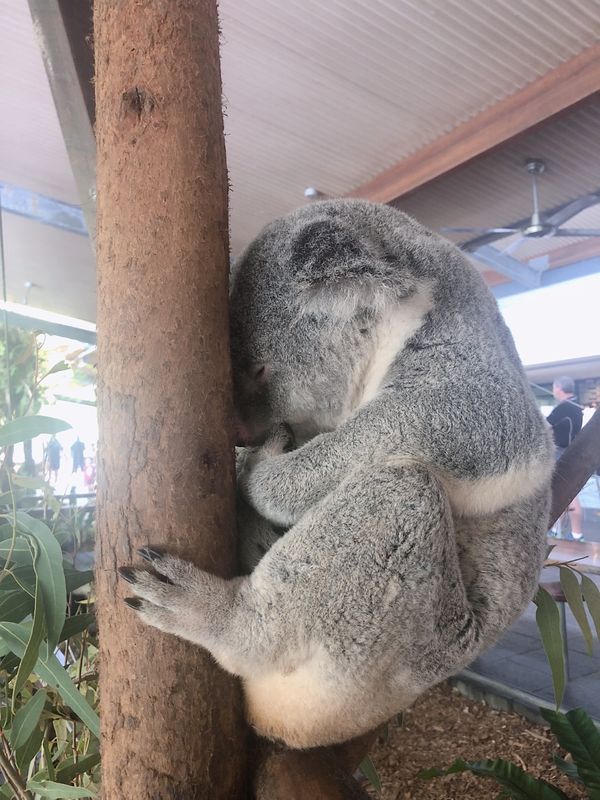 オーストラリア連邦・ケアンズ「オーストラリア」の写真