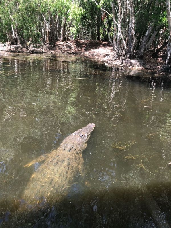 オーストラリア連邦・ケアンズ「オーストラリア」の写真：《ハートレイズクロコダイルアドベンチャー...