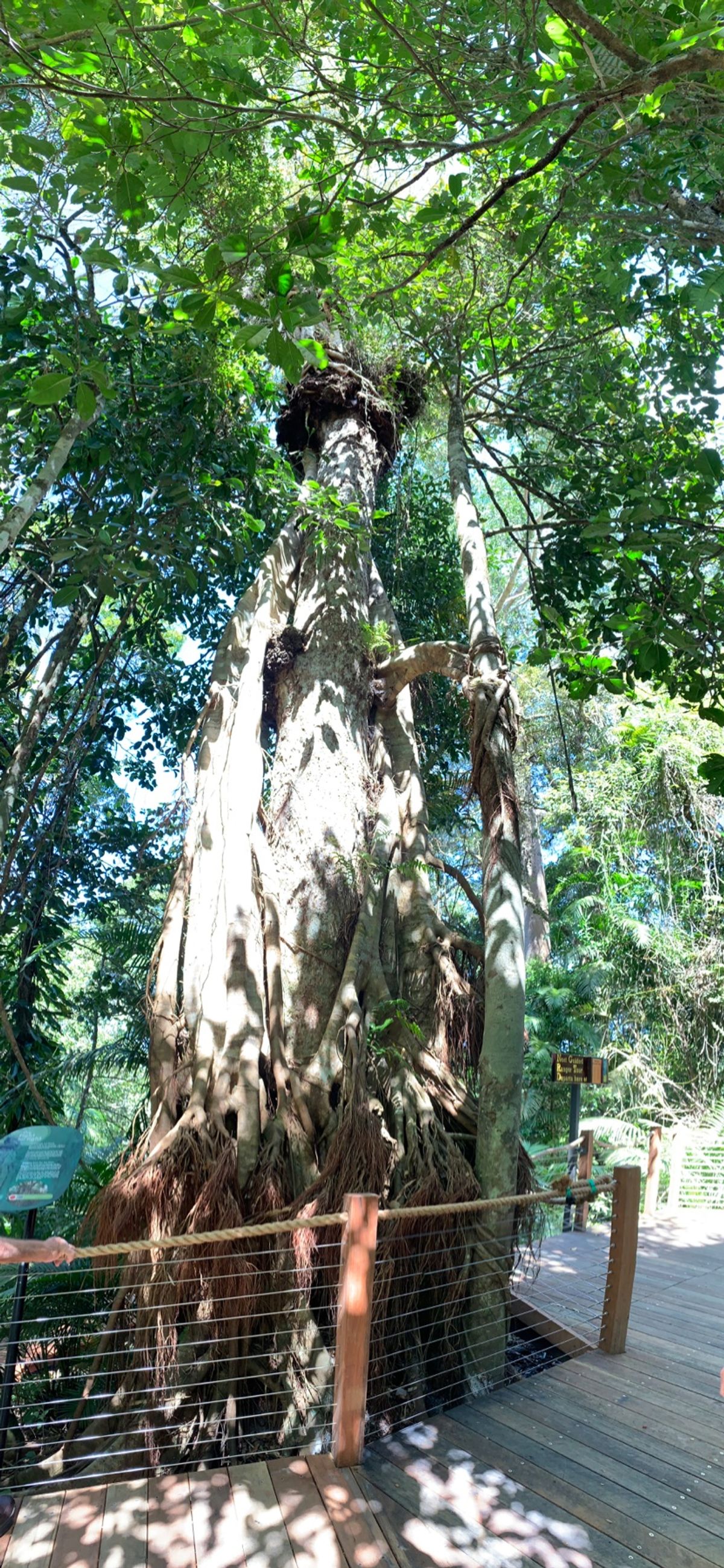 今日はキュランダに。

行きはスカイレールで。帰りはキュランダ鉄道。

キ...