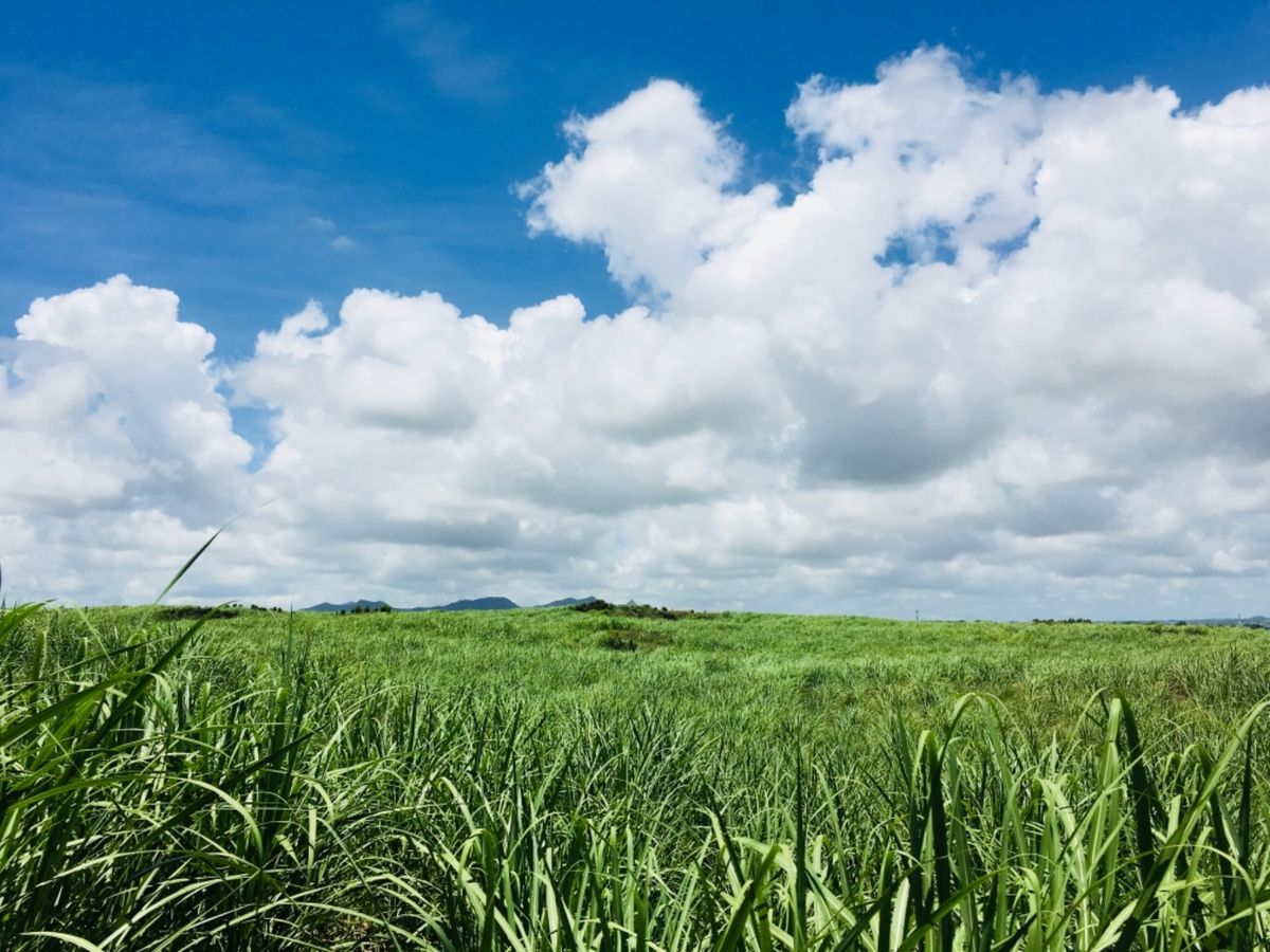 ハネムーンでモーリシャスに行きました。
天気にも恵まれ、海も綺麗ですごくス...