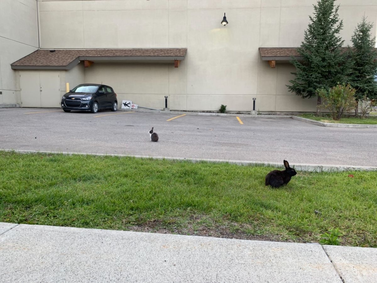 2019/08/13《キャンモア 》
野うさぎがその辺で草食べてる🐰
...