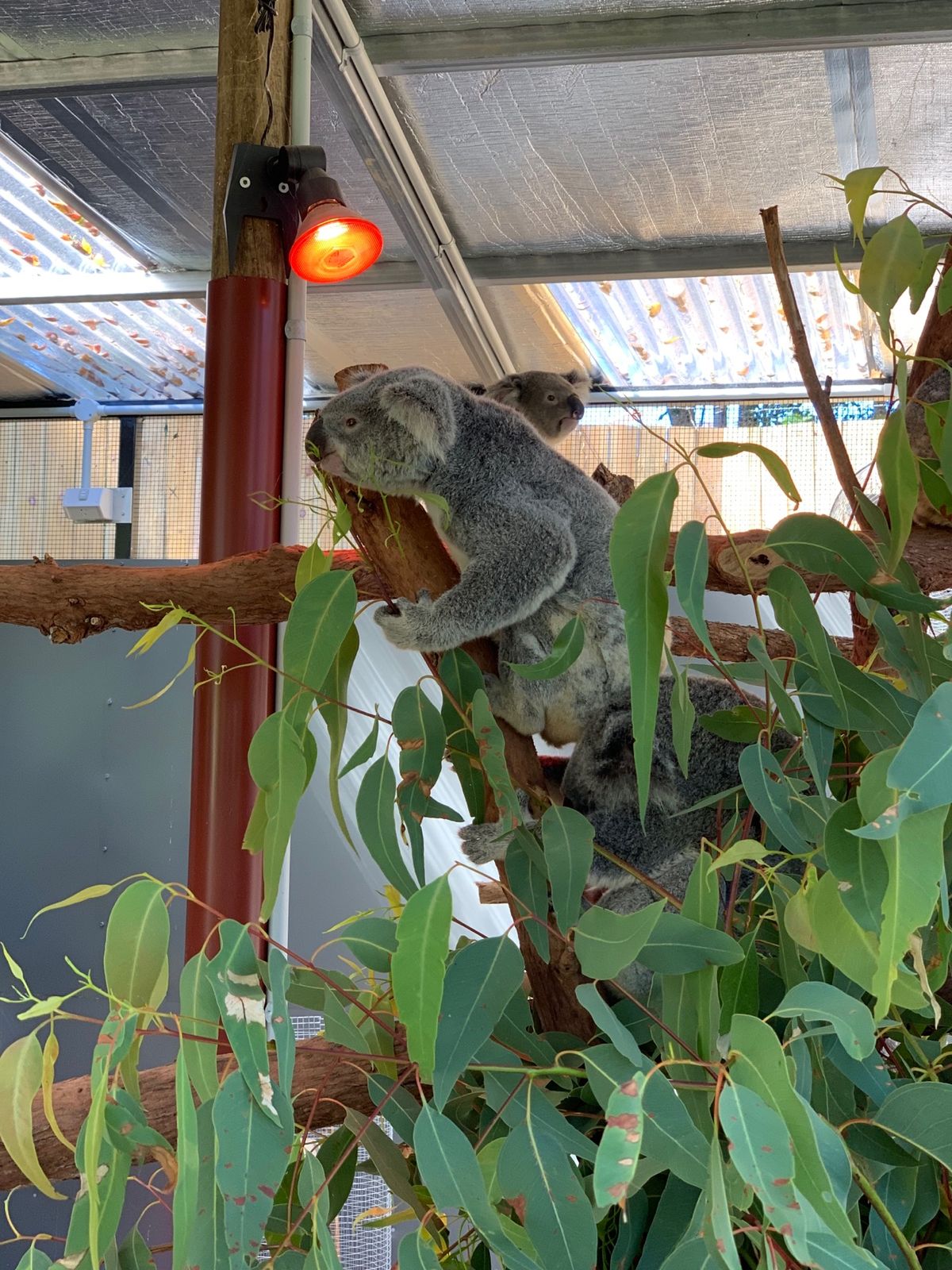 キュランダの町をウロウロしてたら、コアラ園があった！

「これは入らねば」...