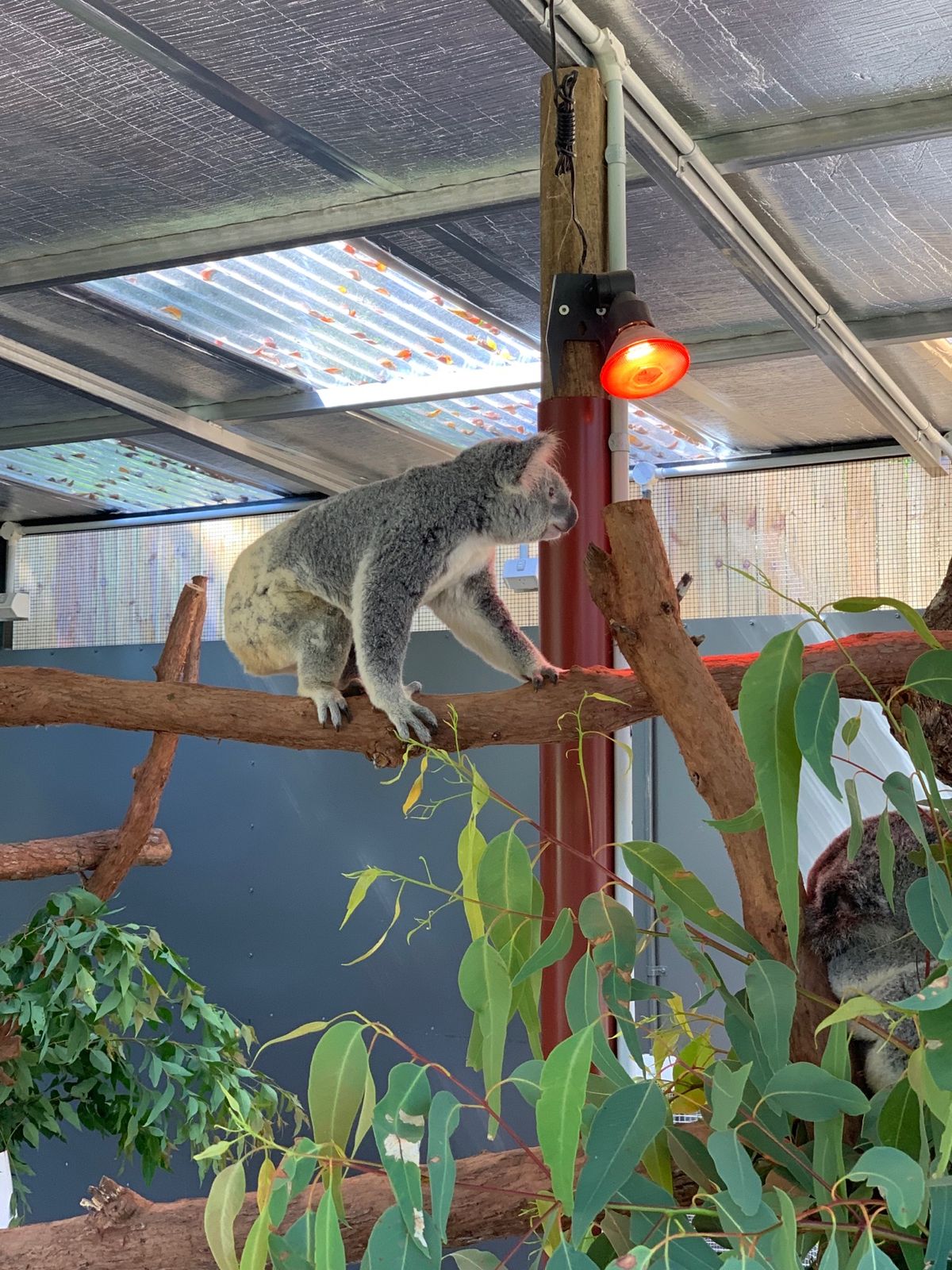 キュランダの町をウロウロしてたら、コアラ園があった！

「これは入らねば」...