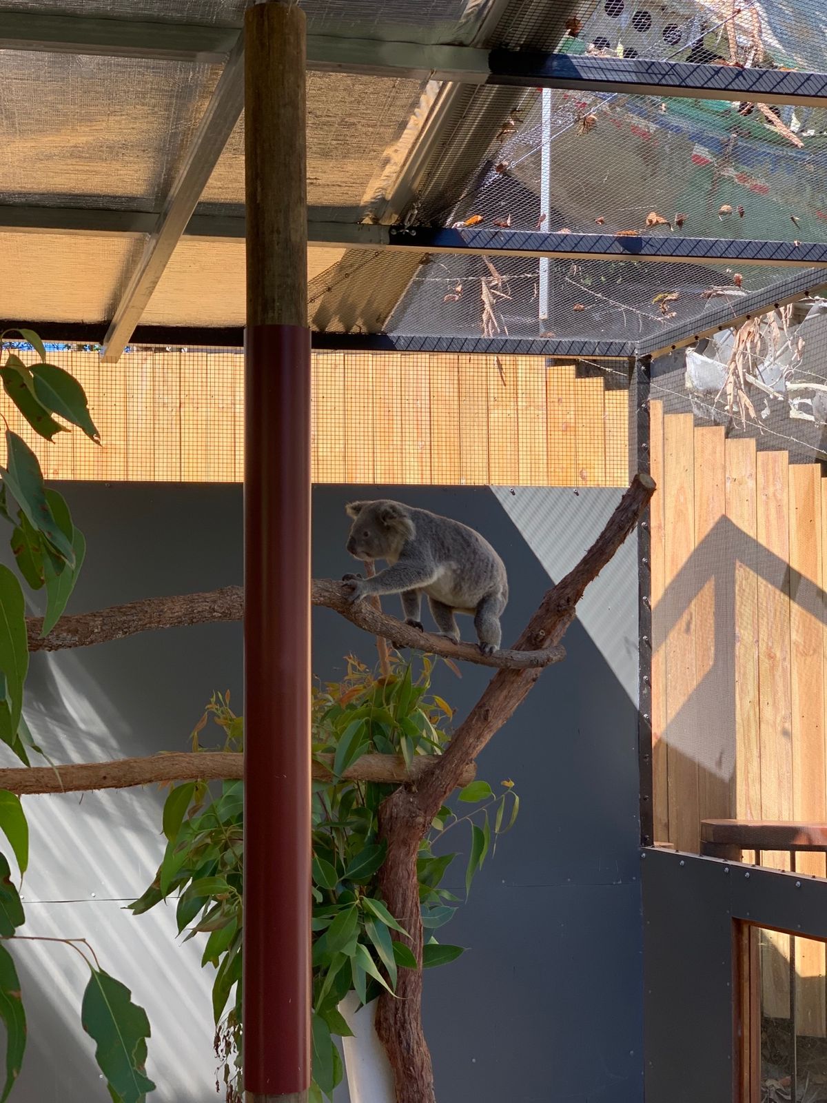 キュランダの町をウロウロしてたら、コアラ園があった！

「これは入らねば」...