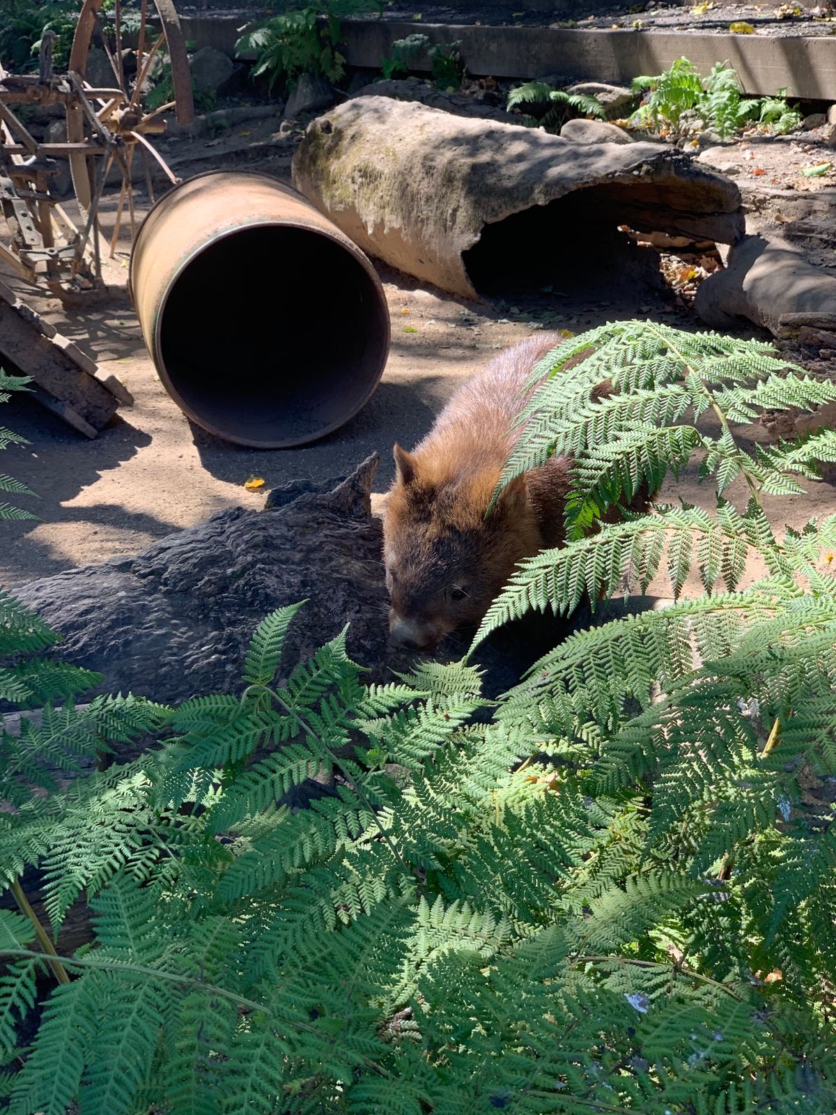 キュランダの町をウロウロしてたら、コアラ園があった！

「これは入らねば」...