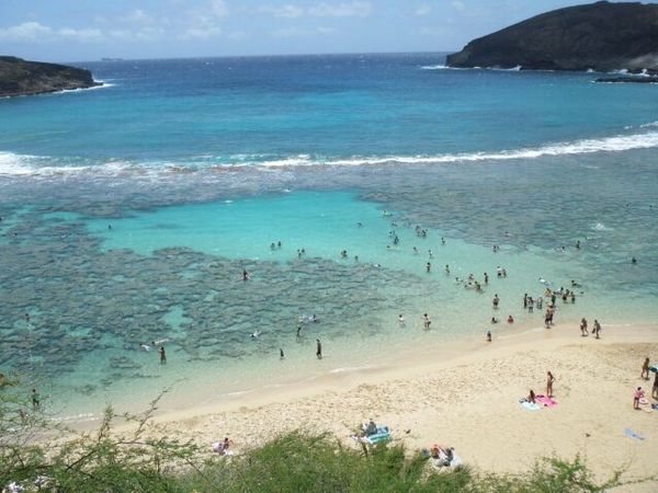 アメリカ(米国)・ホノルル「ハワイ」の写真：ハナウマ湾
サンドバー
ウミガメ