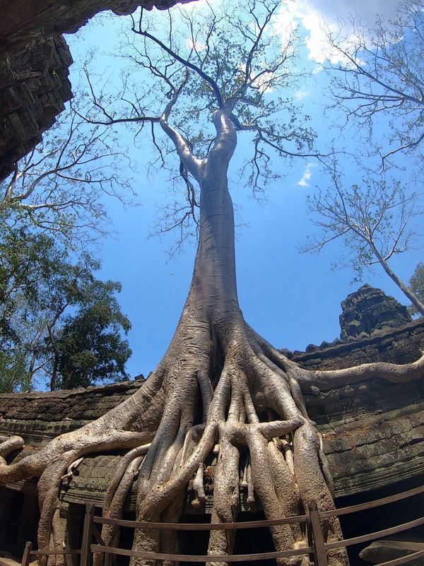 カンボジア・シェムリアップ「カンボジア」の写真