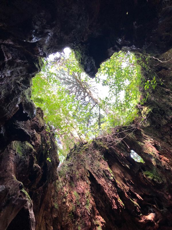 日本・屋久島「2度目の屋久島 ひとり旅」の写真