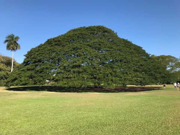 アメリカ(米国)・ホノルル「ハワイ旅」の写真：5回目にして初のこの木なんの木♫ドールプ...