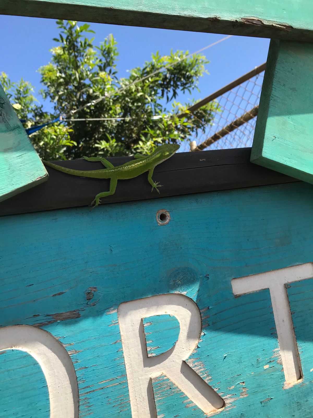 5回目にして初のこの木なんの木♫ドールプランテーション、ソープファクトリー...