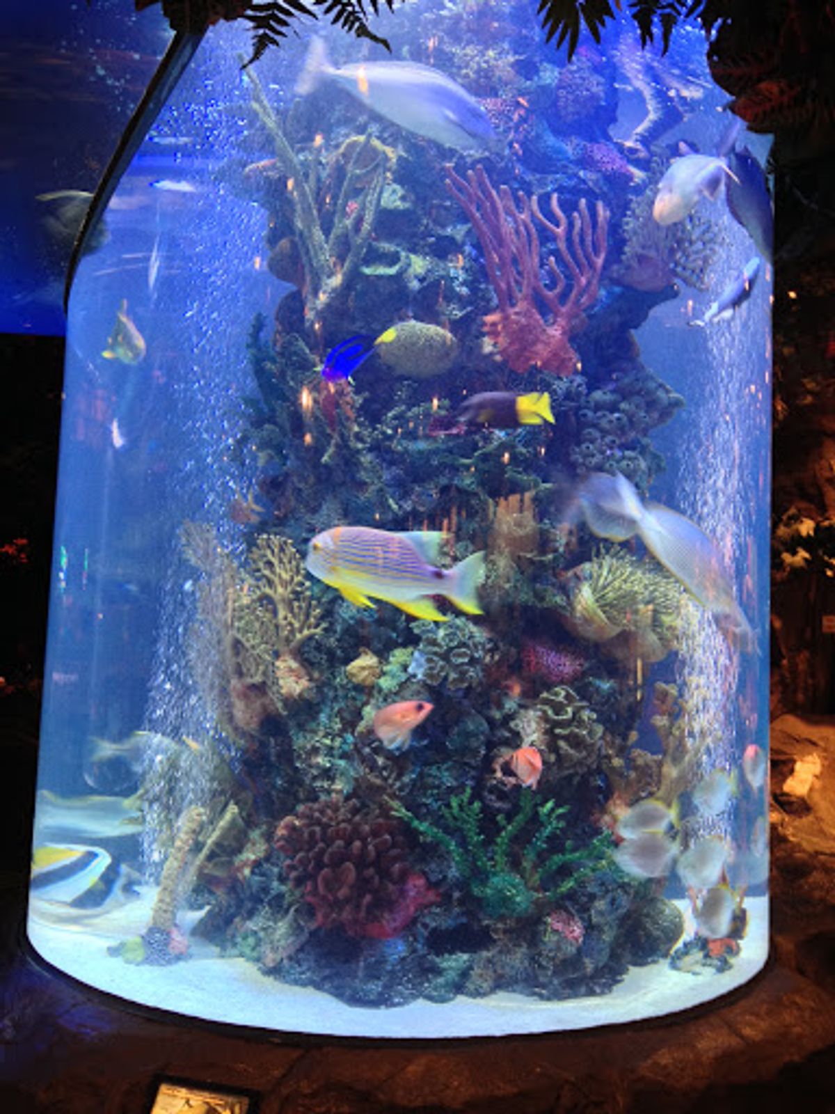 何したかよく覚えていないけどレインフォレストカフェとやらに入って派手なもの...