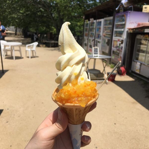 日本・道後温泉「愛媛」の写真：《ごはん編》
みかんづくしと坊っちゃん団子