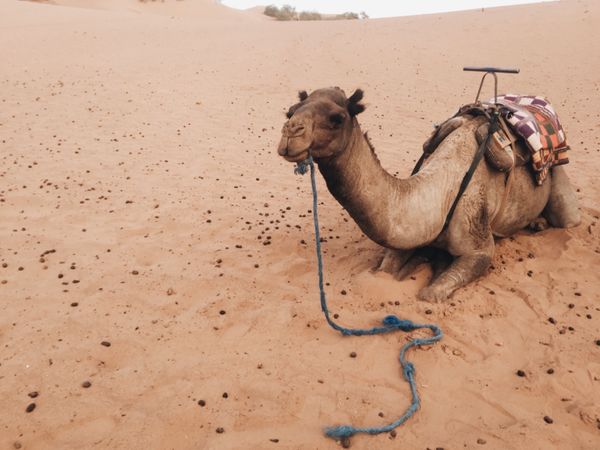 モロッコ「モロッコ旅」の写真