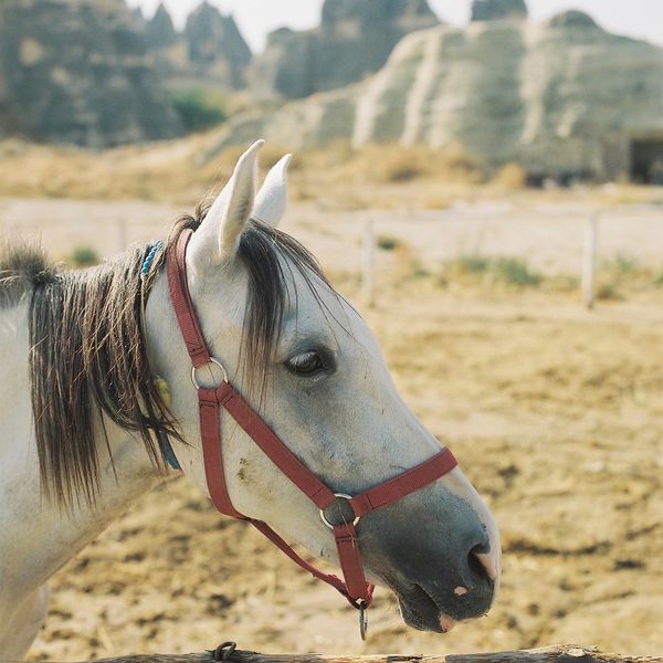 トルコ「トルコ旅」の写真