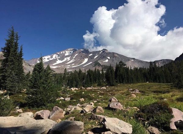 アメリカ(米国)・シャスタ山「シャスタの旅(ツアー参加)」の写真：小さなお花がたくさん咲いていてまるで天国...