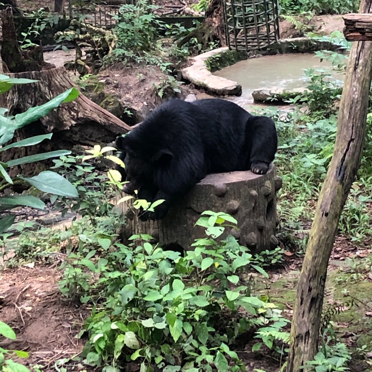 クアンシー滝
水は濁っていたけど、山歩きして泳いで気持ち良かったです。