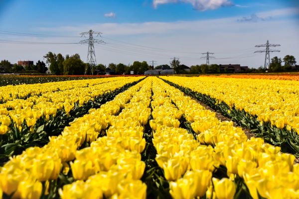 オランダ・アムステルダム、キューケンホフ「オランダ チューリップの咲く場所」の写真