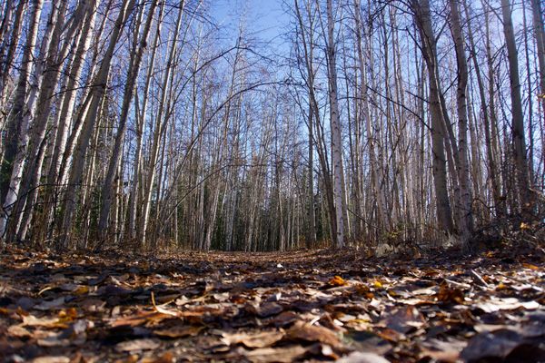 アメリカ(米国)・アラスカ「アラスカ個人旅行」の写真