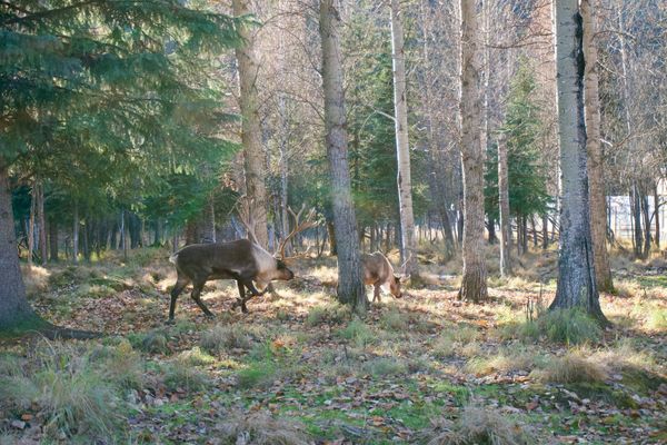 アメリカ(米国)・アラスカ「アラスカ個人旅行」の写真