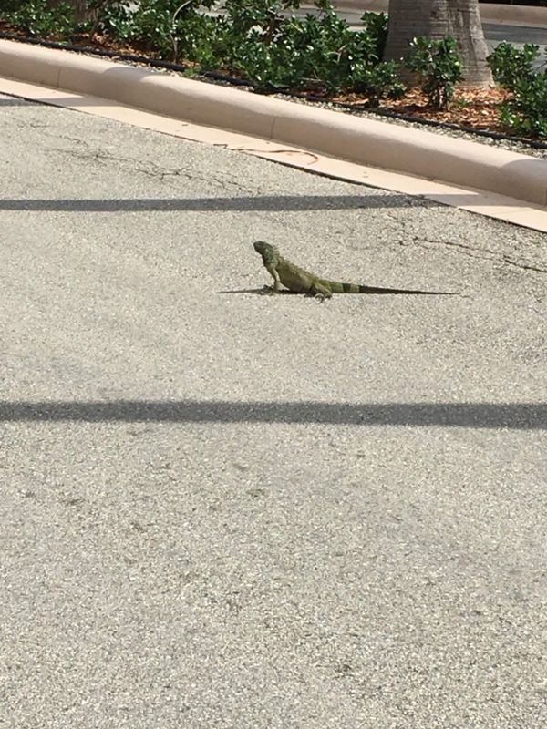 ケイマン諸島・セブンマイルビーチ「ケイマン諸島2017.11」の写真