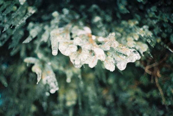 日本・北海道「北海道」の写真：最高気温-11℃、最低気温-12℃ってよ...