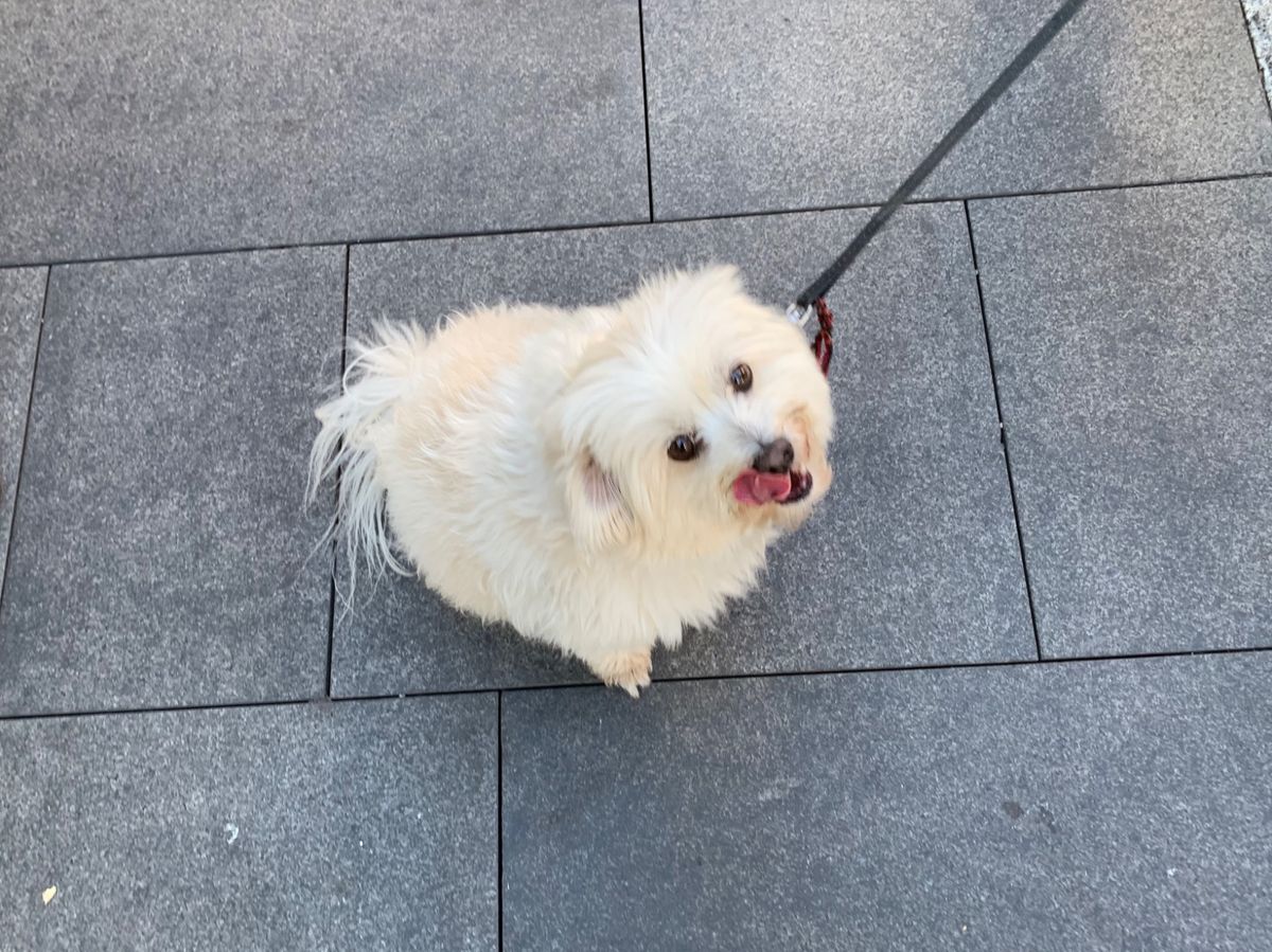 シドニー