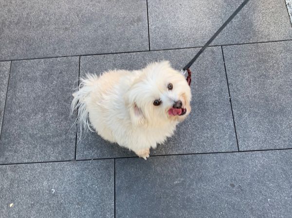 オーストラリア連邦・シドニー「オーストラリア」の写真：シドニー