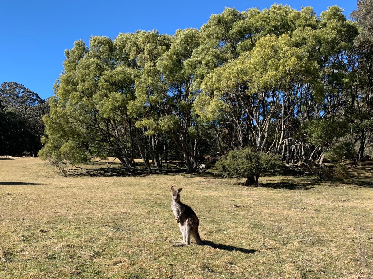 ブルーマウンテンズ