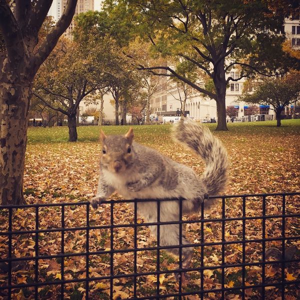 アメリカ(米国)・ニューヨーク「秋のニューヨーク旅」の写真