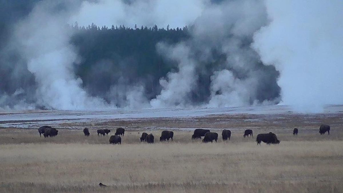 イエローストーン