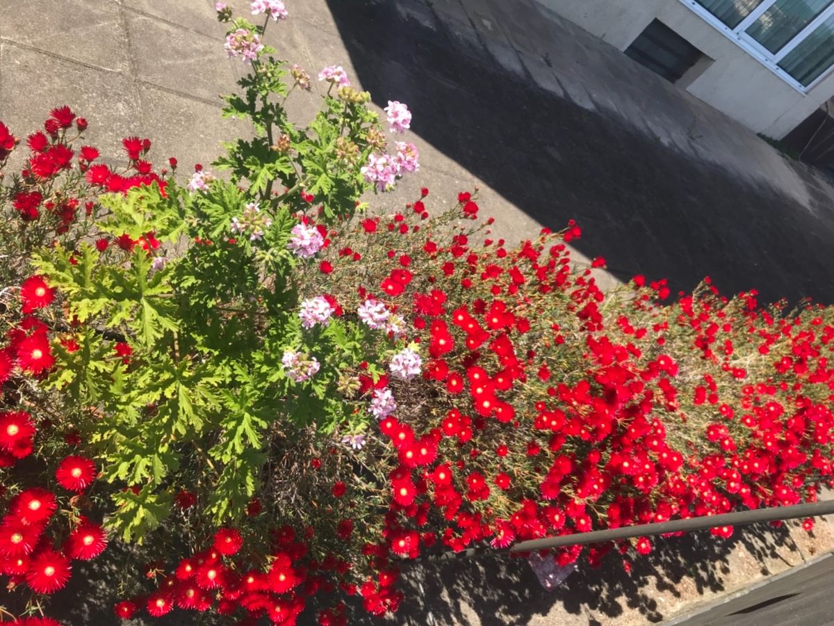 ぷらぷらお散歩してたら地元の方で大賑わい☆思わず入ってしまったお店☆