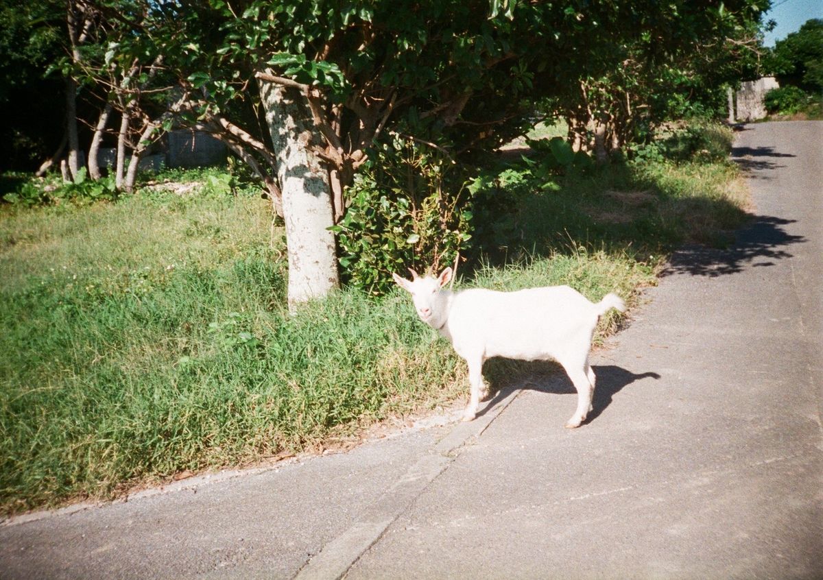 波照間島…何度訪れても飽きない。
マンゴーかき氷めっちゃ美味しかった😋