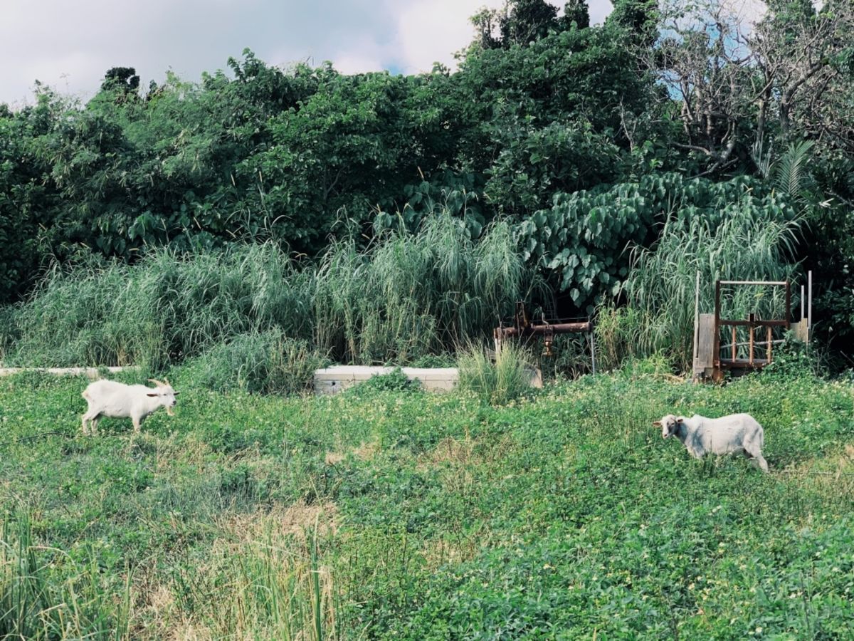 空も海もどこまでも碧い
暗闇過ぎて怖かったけど星空は吐き気がするくらいに星...
