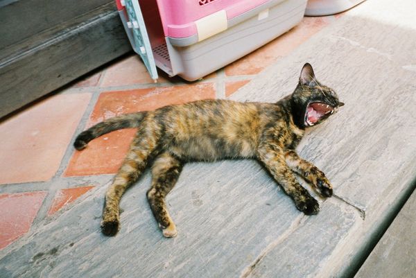 ベトナム・ダナン「ベトナム3」の写真