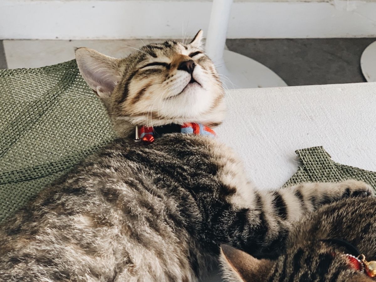 黒島は人間より牛が多い島🐃
