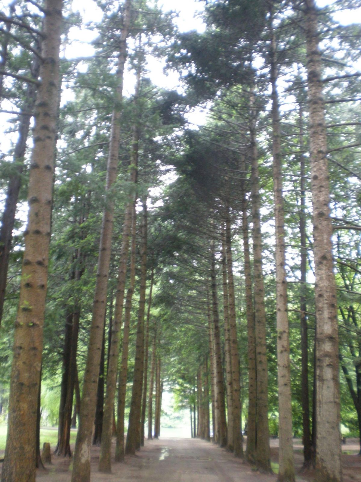 冬ソナの舞台春川と、チャングム村へ。