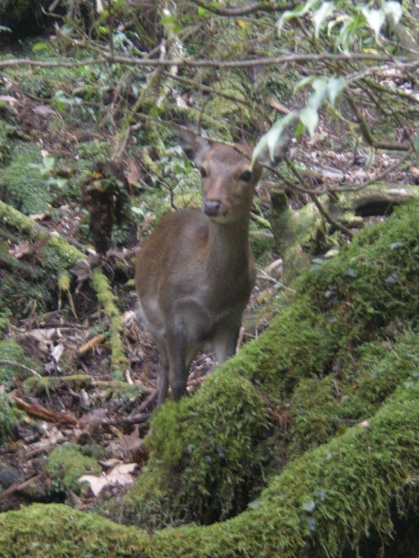 日本・屋久島「屋久島旅行」の写真