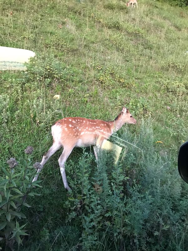 日本・知床「北海道/知床・摩周湖・屈斜路湖」の写真：行きたいリストのひとつだった世界自然遺産...